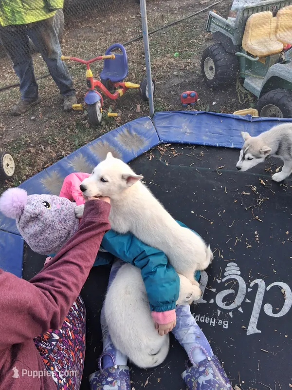 Tundra – Siberian Husky puppy for sale in Sacred Heart, MN