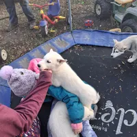Tundra, a male Siberian Husky for sale in Sacred Heart, MN – 1 of 4