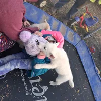 Tundra, a male Siberian Husky for sale in Sacred Heart, MN – 2 of 4