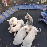 Tundra, a male Siberian Husky for sale in Sacred Heart, MN – 3 of 4