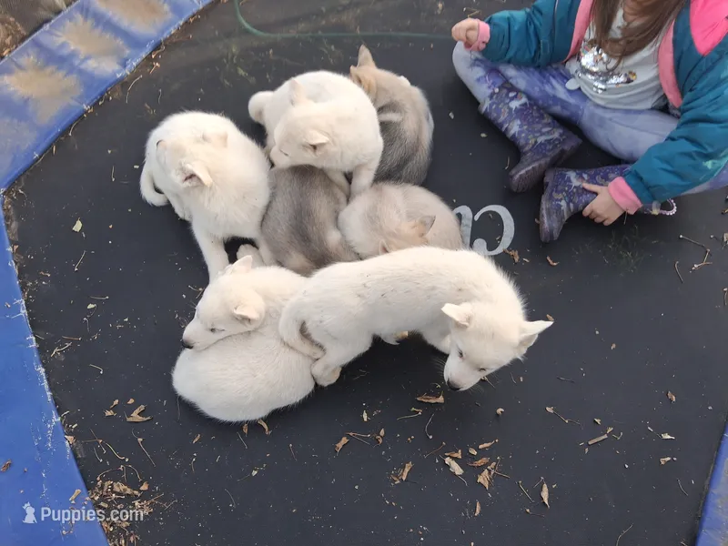Rex – Siberian Husky puppy for sale in Sacred Heart, MN