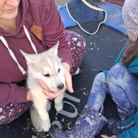 Rex, a male Siberian Husky for sale in Sacred Heart, MN – 2 of 2