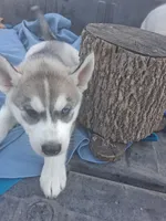 Sable , a male Siberian Husky for sale in Sacred Heart, MN – 2 of 5