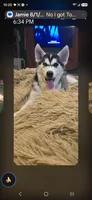 Nina, a female Siberian Husky for sale in Sacred Heart, MN – 2 of 2