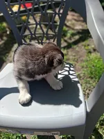 Buddy, a female Siberian Husky for sale in Sacred Heart, MN – 4 of 6
