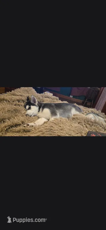 Nina – Siberian Husky puppy for sale in Sacred Heart, MN