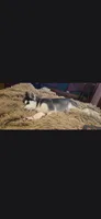 Nina, a female Siberian Husky for sale in Sacred Heart, MN – 1 of 2