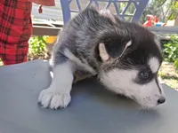 Buddy, a female Siberian Husky for sale in Sacred Heart, MN – 3 of 6