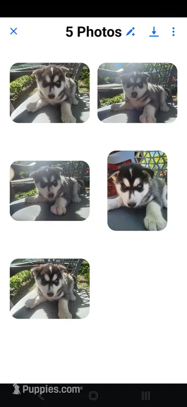 Nina, a female Siberian Husky for sale in Sacred Heart, MN – 1 of 1