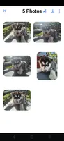 Nina, a female Siberian Husky for sale in Sacred Heart, MN – 1 of 1