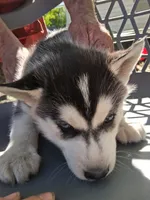 Buddy, a female Siberian Husky for sale in Sacred Heart, MN – 2 of 6