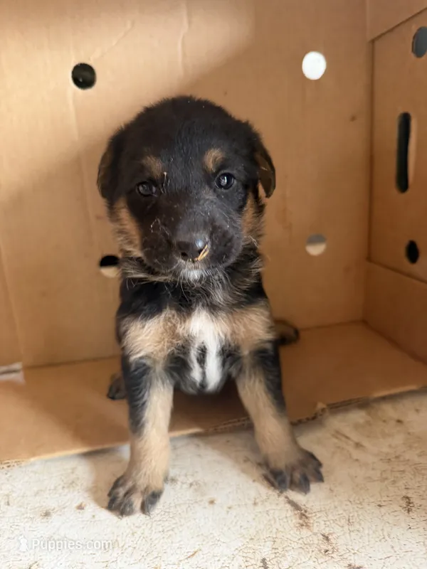Bit o honey – Australian Shepherd, German Shepherd Dog puppy for sale in Green Bay, WI