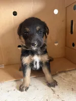Bit o honey, a female Australian Shepherd and German Shepherd Dog for sale in Green Bay, WI – 1 of 4