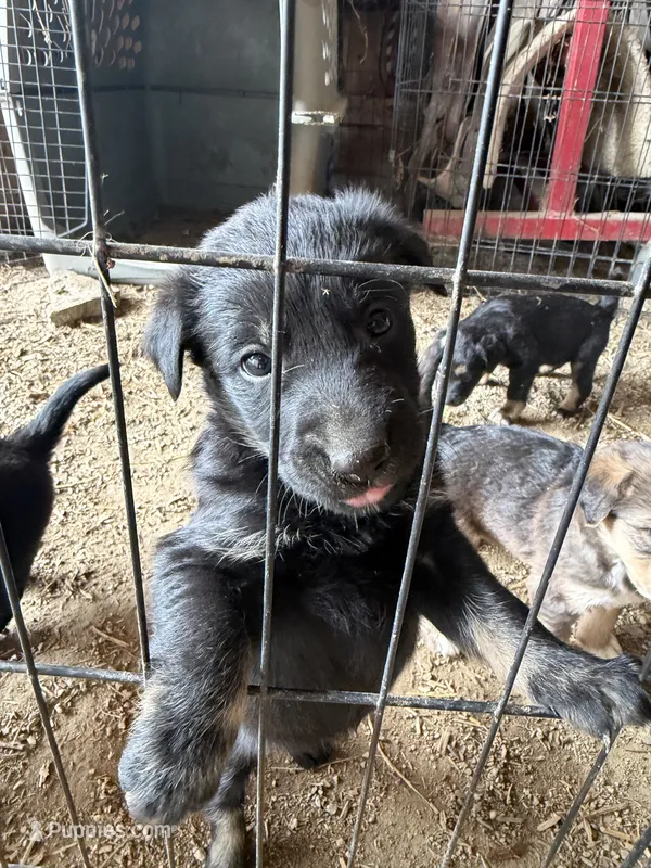 Little Bear – Australian Shepherd, German Shepherd Dog puppy for sale in Green Bay, WI