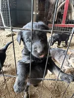 Little Bear, a male Australian Shepherd and German Shepherd Dog for sale in Green Bay, WI – 1 of 4