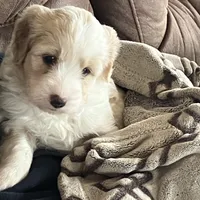 Coconut, a female Border Collie and Goldendoodle for sale in Green Bay, WI – Photo 1 of 2