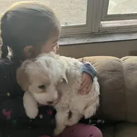 Coconut, a female Border Collie and Goldendoodle for sale in Green Bay, WI – Photo 2 of 2