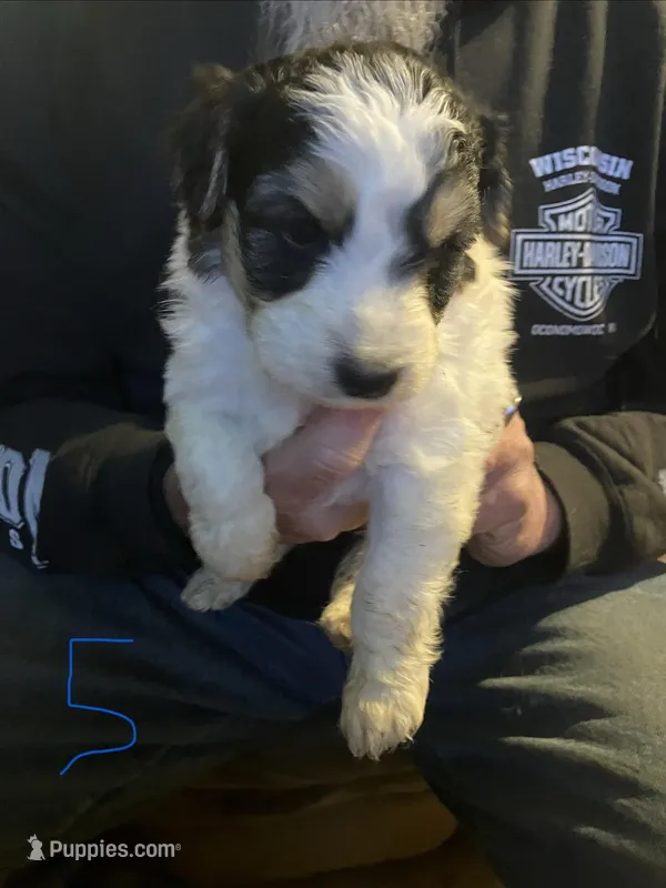 Male 5 – Miniature Aussiedoodle puppy for sale in Green Bay, WI