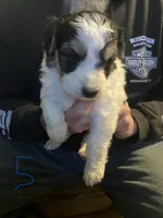 Male 5, a male Miniature Aussiedoodle for sale in Green Bay, WI – Photo 1 of 2