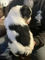 Male 5, a male Miniature Aussiedoodle for sale in Green Bay, WI – Photo 2 of 2