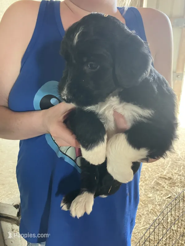 King – Australian Shepherd, Goldendoodle puppy for sale in Green Bay, WI