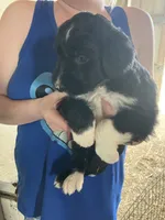 King, a male Australian Shepherd and Goldendoodle for sale in Green Bay, WI – 2 of 4