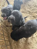 Little Bear, a male Australian Shepherd and German Shepherd Dog for sale in Green Bay, WI – 4 of 4