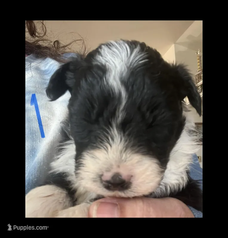 Male 1  – Miniature Aussiedoodle puppy for sale in Green Bay, WI