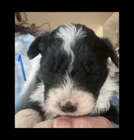 Male 1 , a male Miniature Aussiedoodle for sale in Green Bay, WI – Photo 1 of 2