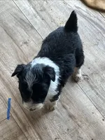 Male 1 , a male Miniature Aussiedoodle for sale in Green Bay, WI – Photo 2 of 2