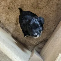 Midnight, a female Bordoodle and Miniature Goldendoodle for sale in Green Bay, WI – Photo 1 of 2