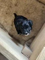 Midnight, a female Border Collie and Goldendoodle for sale in Green Bay, WI – Photo 1 of 2