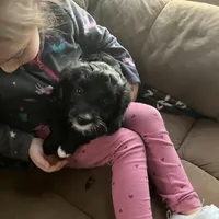 Midnight, a female Bordoodle and Miniature Goldendoodle for sale in Green Bay, WI – Photo 2 of 2