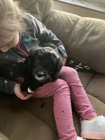 Midnight, a female Border Collie and Goldendoodle for sale in Green Bay, WI – Photo 2 of 2