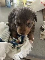 Brown bear, a male Australian Shepherd and Goldendoodle for sale in Green Bay, WI – 2 of 4