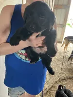 Midnight, a female Australian Shepherd and Goldendoodle for sale in Green Bay, WI – 3 of 4