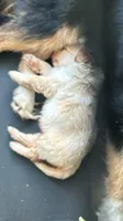 Caramello , a male Bordoodle for sale in Green Bay, WI – 2 of 2