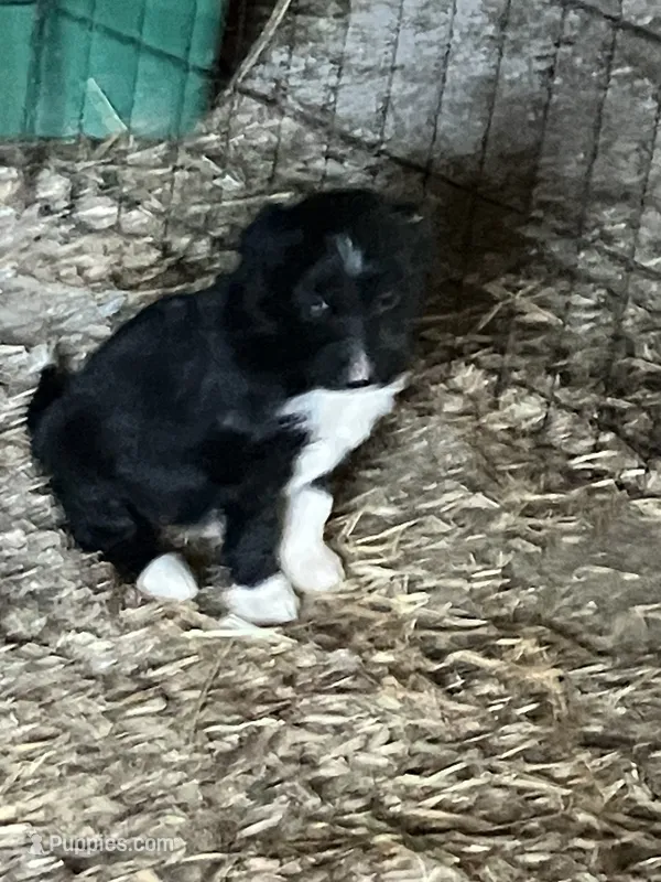 King – Australian Shepherd, Goldendoodle puppy for sale in Green Bay, WI