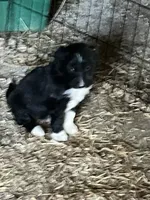 King, a male Australian Shepherd and Goldendoodle for sale in Green Bay, WI – 1 of 4