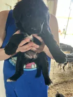 Shadow, a female Australian Shepherd and Goldendoodle for sale in Green Bay, WI – 2 of 3