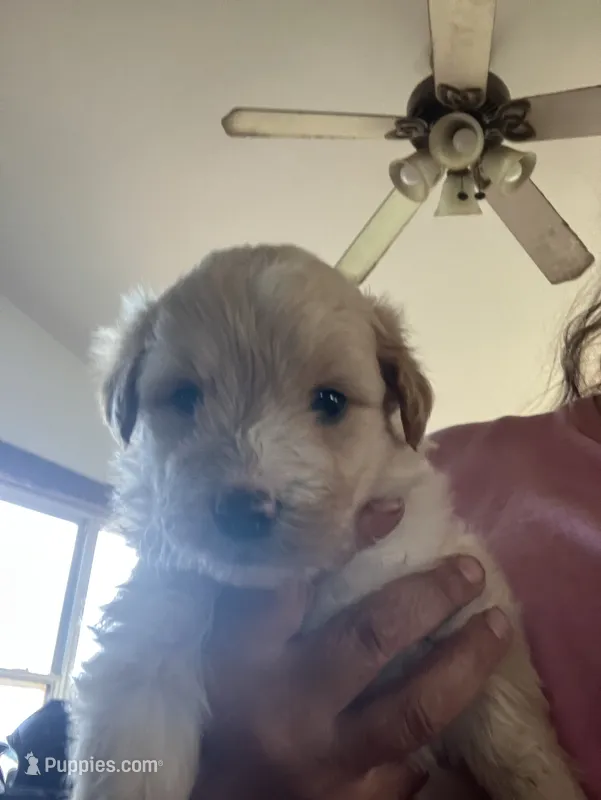 Caramello  – Bordoodle puppy for sale in Green Bay, WI