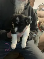 Female 2 puppy, a female Miniature Aussiedoodle for sale in Green Bay, WI – Photo 1 of 2