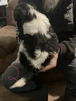 Female 2 puppy, a female Miniature Aussiedoodle for sale in Green Bay, WI – Photo 2 of 2