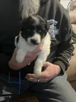 Male 4, a male Miniature Aussiedoodle for sale in Green Bay, WI – Photo 1 of 2