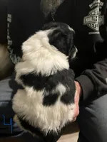 Male 4, a male Miniature Aussiedoodle for sale in Green Bay, WI – Photo 2 of 2