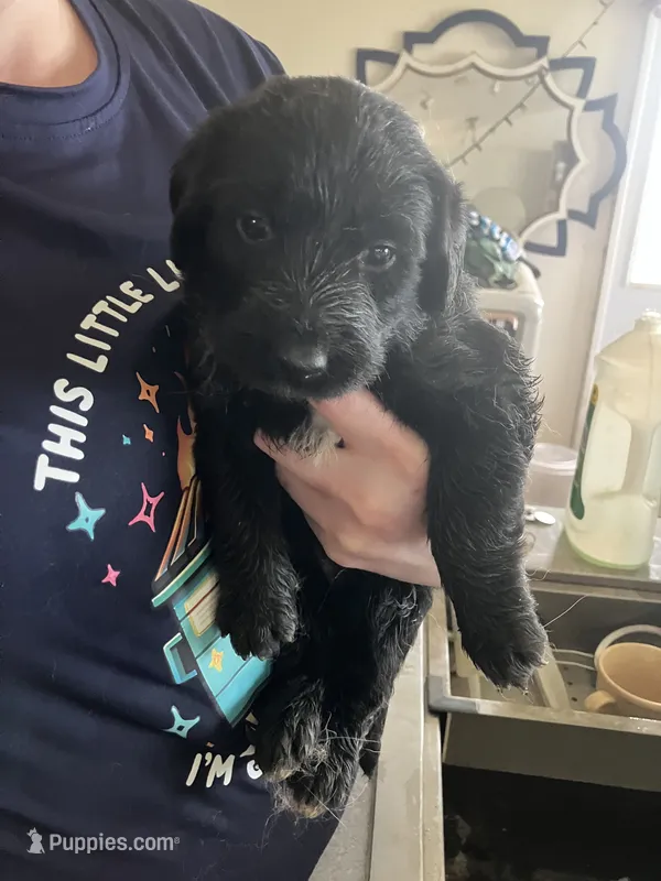 Shadow – Australian Shepherd, Goldendoodle puppy for sale in Green Bay, WI