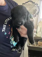 Shadow, a female Australian Shepherd and Goldendoodle for sale in Green Bay, WI – 1 of 3