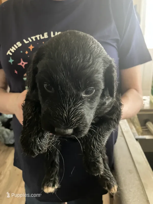 Midnight – Australian Shepherd, Goldendoodle puppy for sale in Green Bay, WI