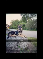 Little Bear, a male Australian Shepherd and German Shepherd Dog for sale in Green Bay, WI – 2 of 4