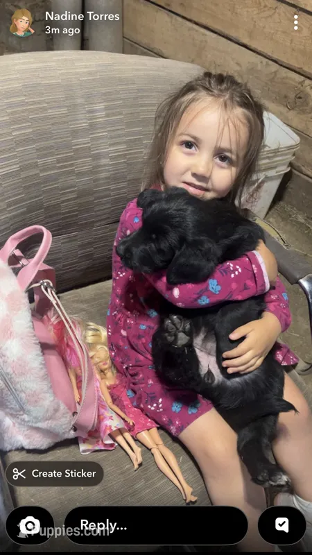 Midnight – Australian Shepherd, Goldendoodle puppy for sale in Green Bay, WI